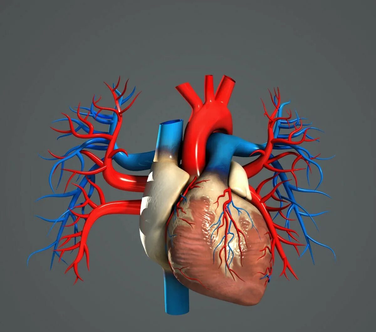 Срез сердца человека. Сердце строение анатомия 3д. Сердце человека анатомия 3d модель. Макет сердца человека. Анатомическое сердце макет.