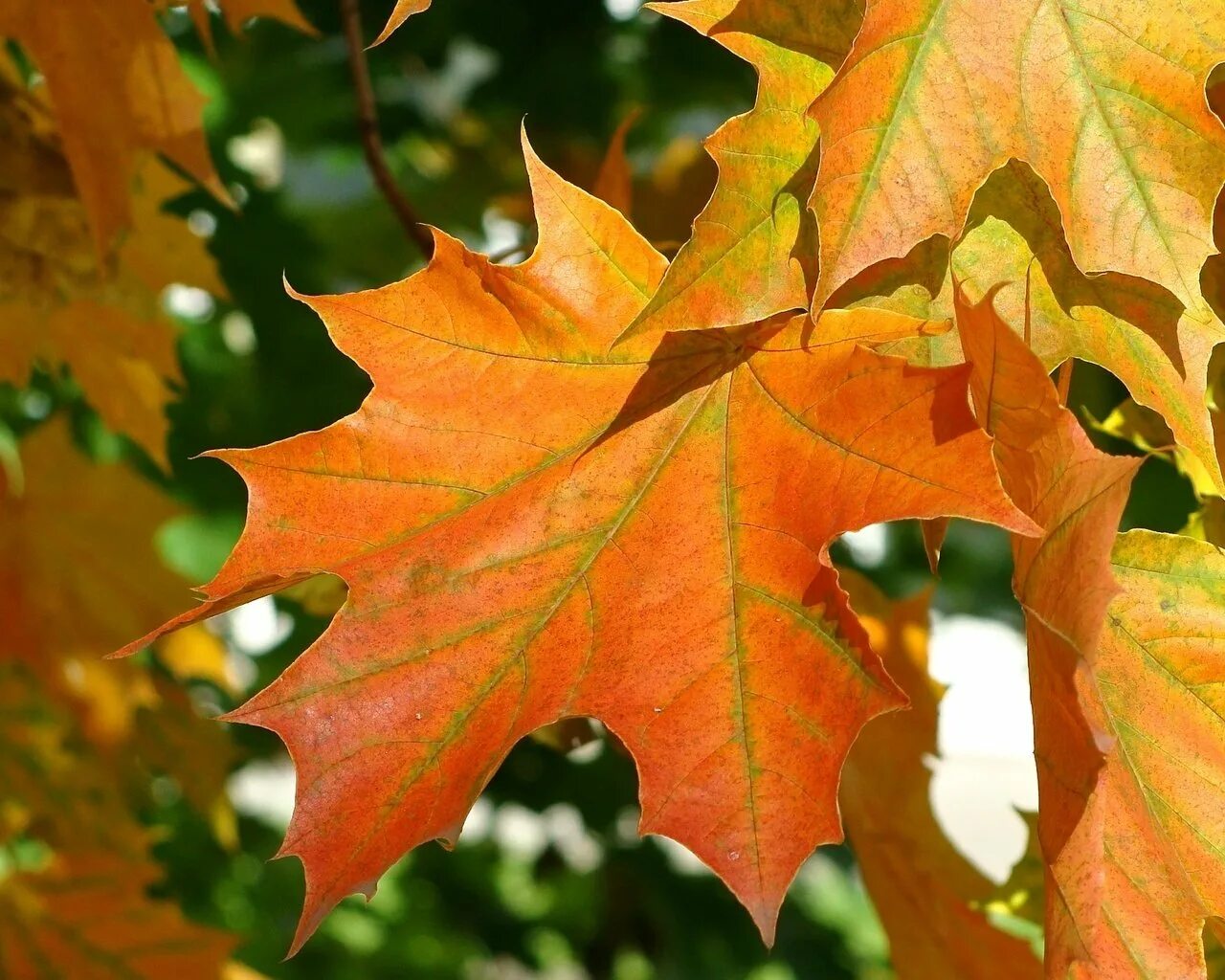 Осенний кленовый лист. Maple кленовый лист. Осенний клен. Осенние листья клена.