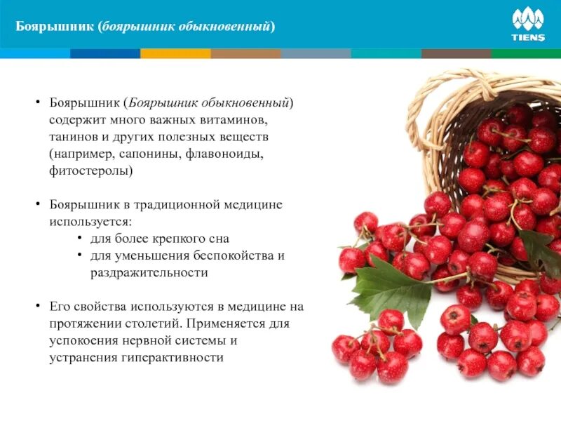 Для чего используется боярышник. Боярышник кратко. боярышник полезные св-ва. боярышник краткое описание. боярышник краткая характеристика.