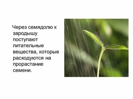 1 семядолю имеет зародыш семени