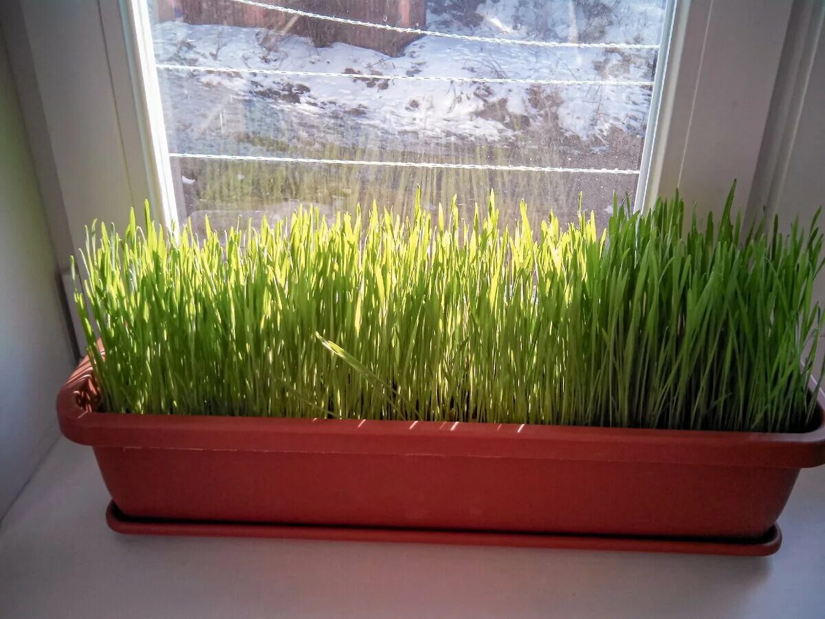 Выращивание укропа на подоконнике в домашних. Зелень на подоконнике. Огород на подоконнике. Огород на подоконнике микрозелень. Вырастить зелень на подоконнике.