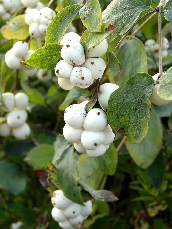 Снежноягодник белый (Symphoricarpos Albus) куст. Снежноягодник белый Symphoricarpos Albus. Снежноягодник (Symphoricarpos). Зимоягодник. Снежноягодник белый описание растения