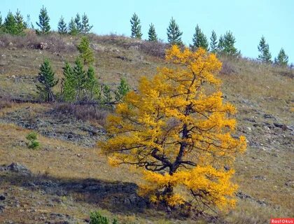 Какие деревья в тундре