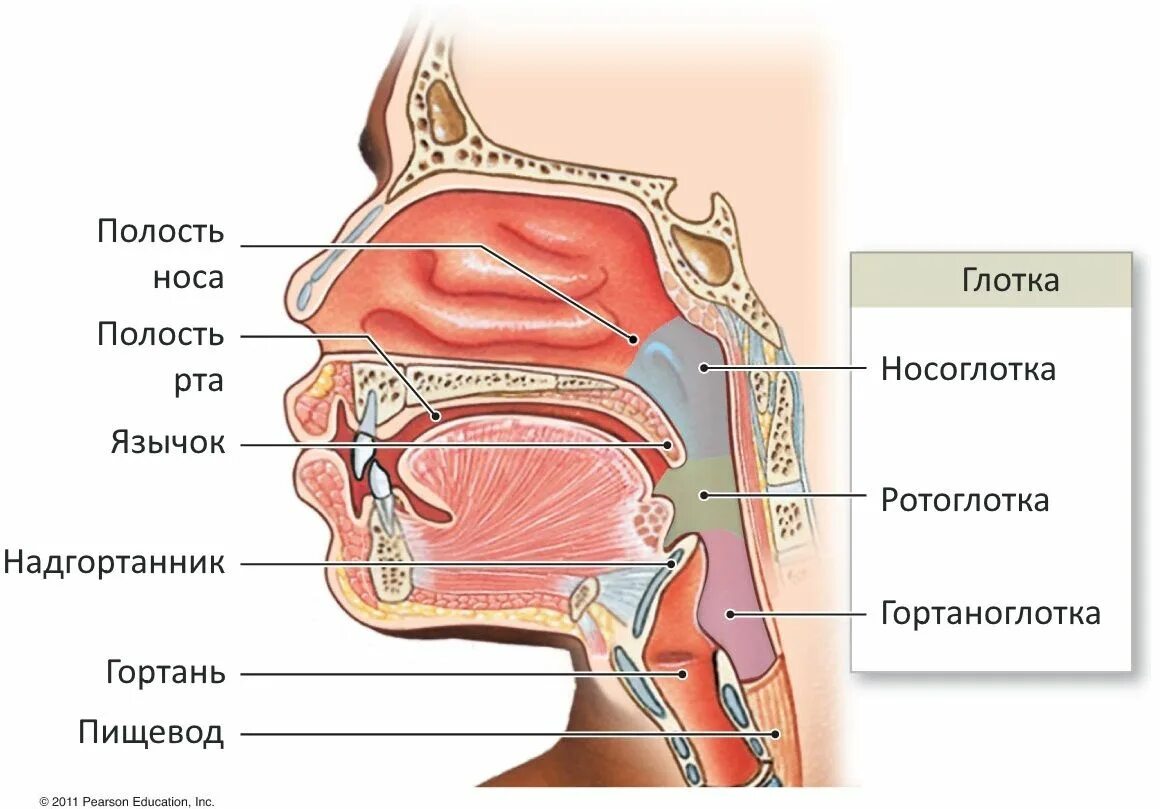 Choanae анатомия. Полость носа и глотки