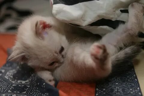 У нас сегодня кошка родила вчера котят
