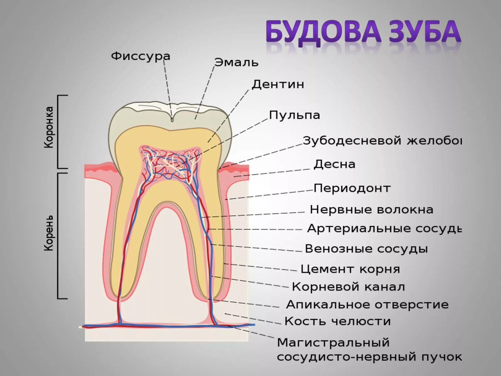 Внутрішня будова зуба. Строени ЕЗКБА. Название частей зуба. Название структура зуба. Видимая часть зуба