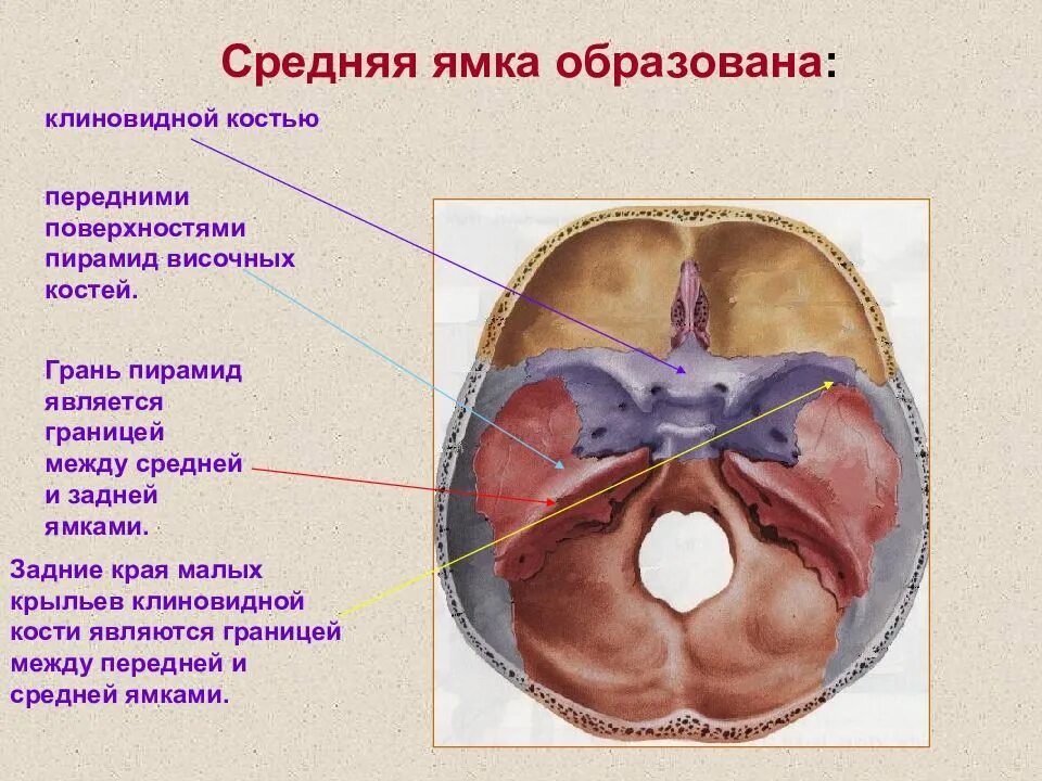 Центральная ямка функции. Средняя черепная ямка образована. строение передней черепной ямки. гипофизарная ямка. границы средней черепной ямки.