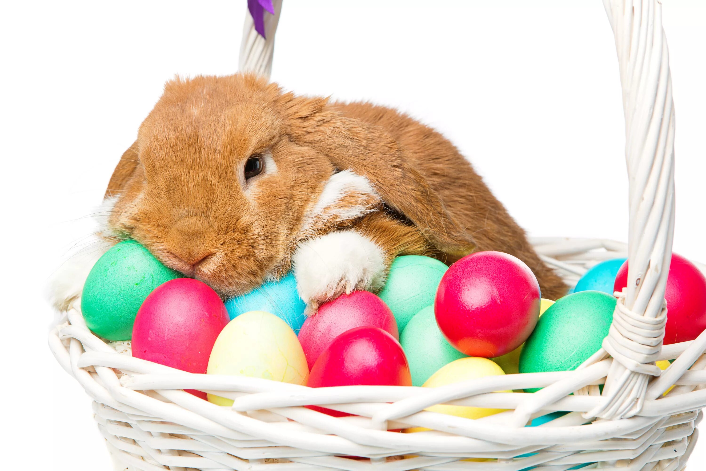 Rabbit egg
