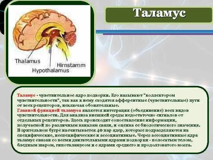 Строение таламуса кратко. Таламус строение и функции кратко. Функции таламуса мозга. Анатомия и физиология таламуса.