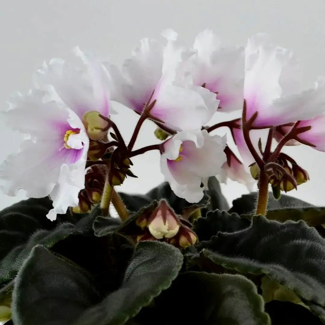 Фиалка ле царство клевера. Фиалка dn царство фей. Царство фиалки. Царство фиалки. Фиалка ле царство клевера.