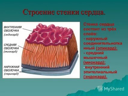Передняя стенка сердца