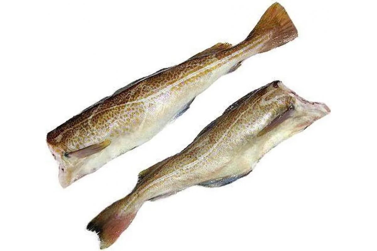 Атлантическая треска (gadus morhua). Рыба минтай и пикша. Атлантическая треска тресковые. Как выглядит рыба треска. Атлантическая треска рыба.