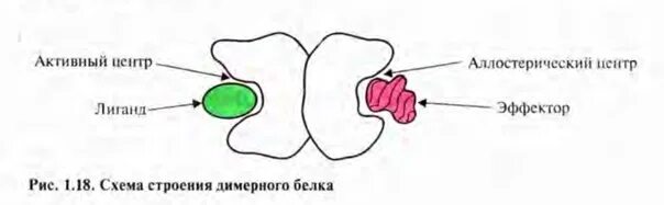 Альфа структура белка. Взаимодействие белков с лигандами. Структура активного центра фермента. Лиганд и активный центр. Активный центр ферментов простых белков состоит из.