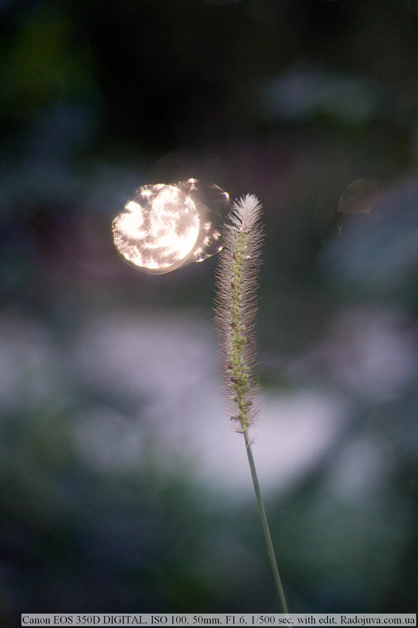 Review of the Canon EF 50mm F 1.8 II. Canon EF 50 1.8 II Integrity Test Happy