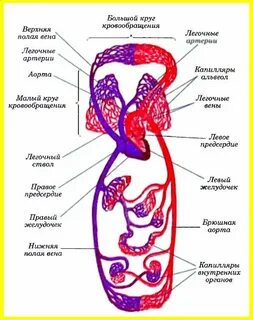 Окунь речной число кругов кровообращения строение сердца