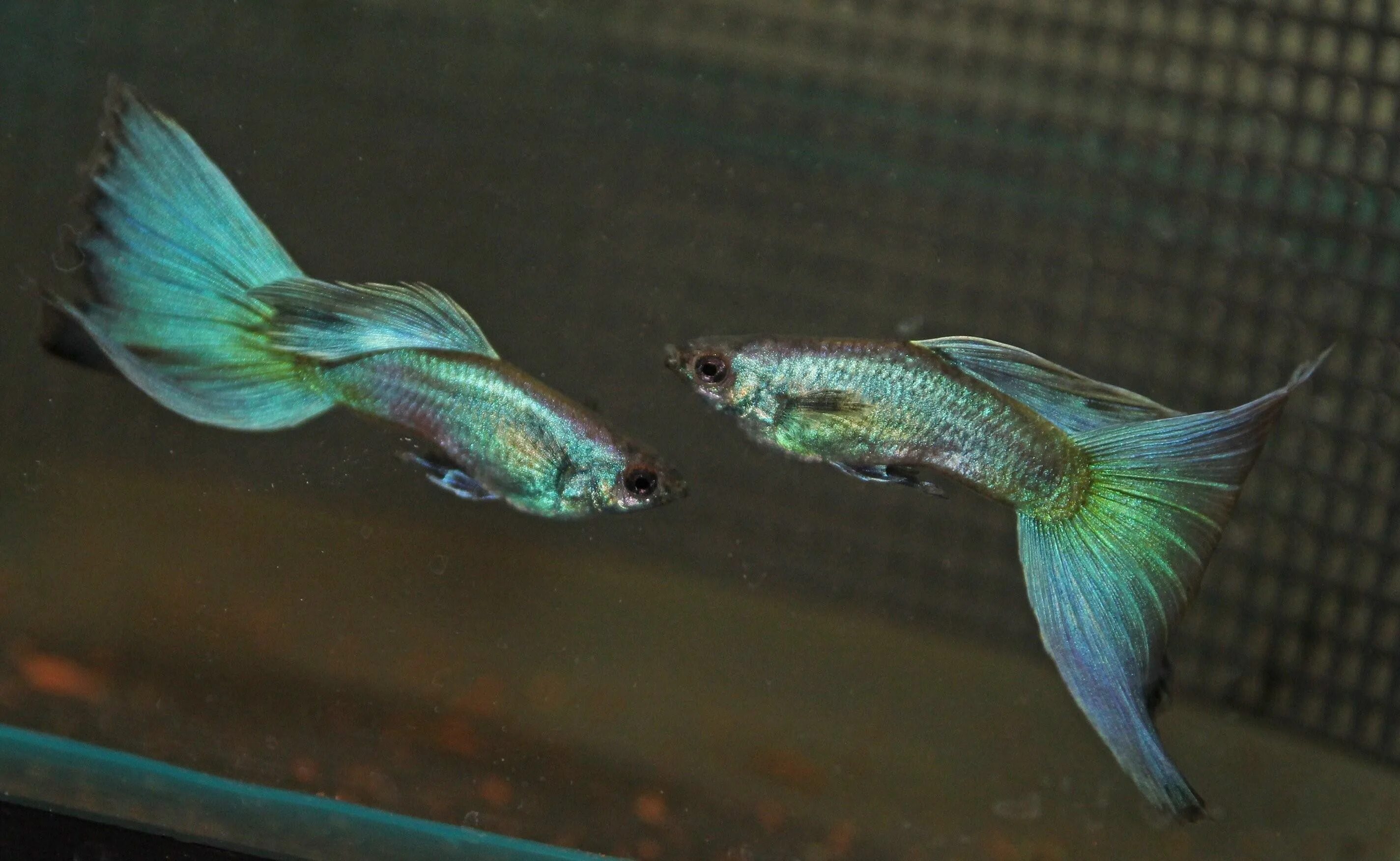 Гуппи вуалехвост. Аквариумные рыбки гурии. Аквариумные рыбки гуппи питание. Рыбки гуппи в аквариуме. Гуппи живородящие.