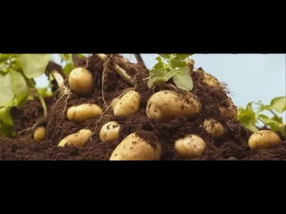 Картошка сорокодневка сорта. Дача огород картошка. Грядки под картошку. Картошка на грядке. Выращиваем картофель в горшках.
