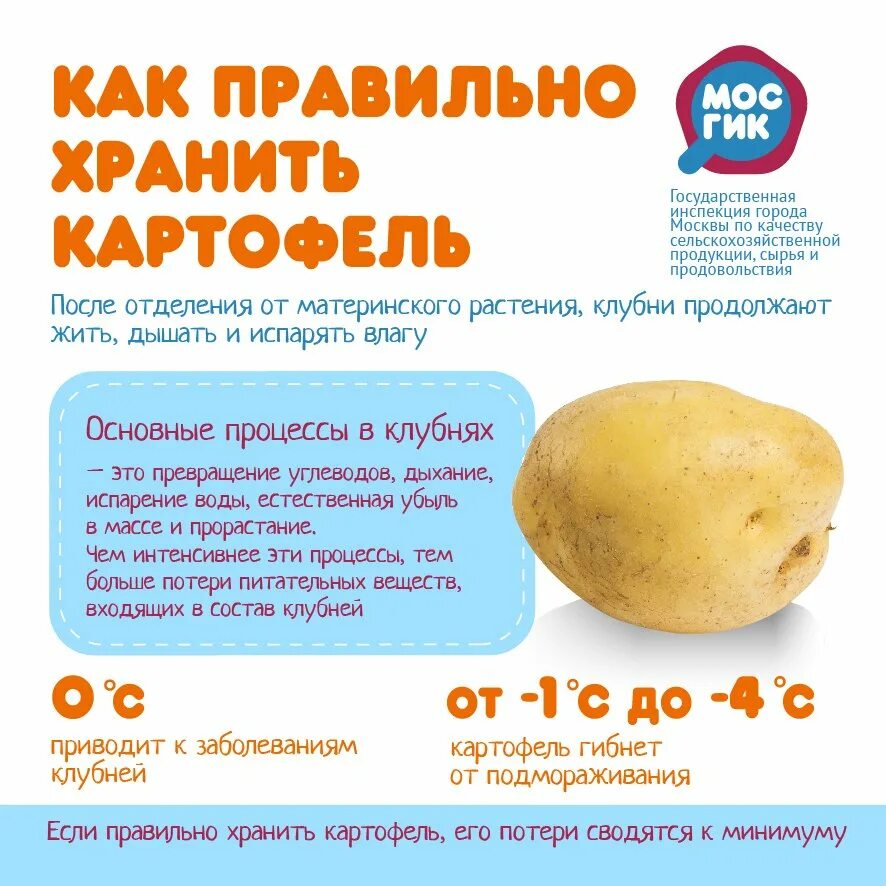 Можно хранить картофель в холодильнике. Сколько хранится картофель. Картошка температура хранения хранение. Ранний картофель сроки хранения. Температура хранения клубней картофеля.