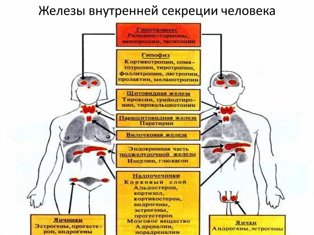 Список желез человека