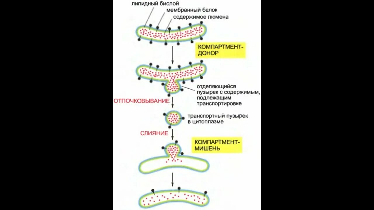 Транспорт белков внутриклеточный. Компартментализация клетки. Внутриклеточная сортировка белков. Внутриклеточные КОМПАРТМЕНТЫ. Белок транслокатор.