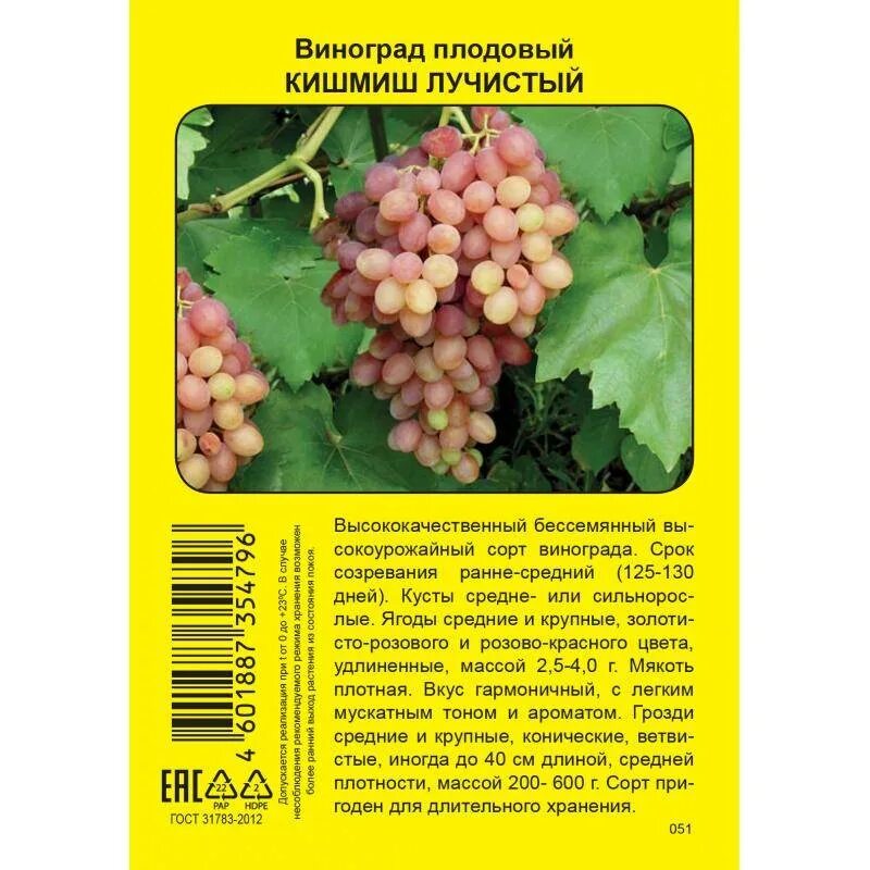 Виноград кишмиш лучистый описание сорта фото отзывы