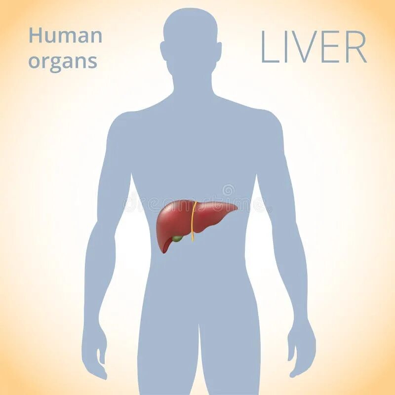 Печень на теле человека. Печень человека расположение. Печень нахождение в организме. Печень человека рисунок.