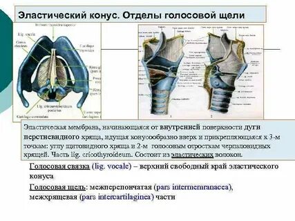 Перстневидный хрящ