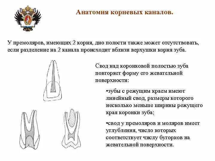 Корневые каналы зубов анатомия и топография. 17 Зуб анатомия корневых каналов. 35 Зуб анатомия корневого канала. Анатомия корневых каналов 37 зуба. Формы корневых каналов