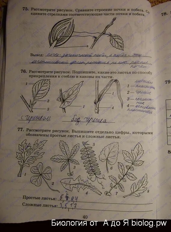 Биология 6 класс рабочая тетрадь 18 параграф. Простые и сложные листья биология 6 класс Пасечник. Простые и сложные листья биология 6 простые. Рабочие листы по биологии. Строение листа рабочая тетрадь.