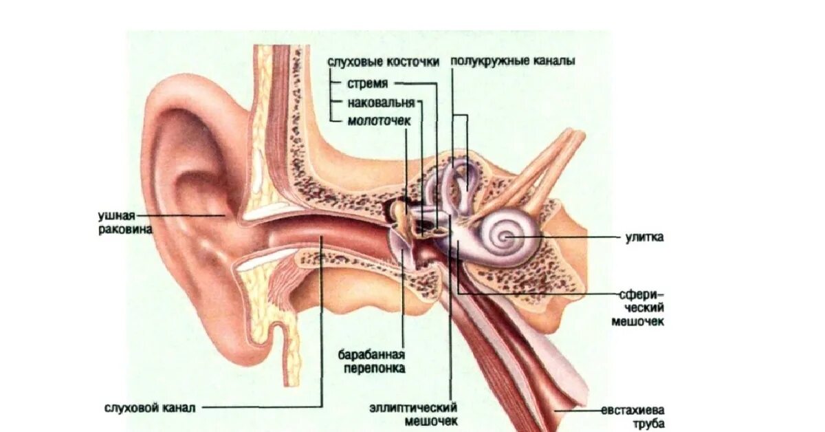 Строение уха слуховые косточки. Строение органа слуха косточки наковальня, стремечко. Слуховой анализатор. Органы слуха и равновесия. Органы слуха и равновесия и их анализаторы 8 кл.