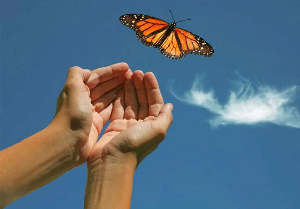 Живущая в твоих руках. Ваша жизнь в ваших руках. Бабочка на ладони. Отпустить бабочку. Притча о бабочке.