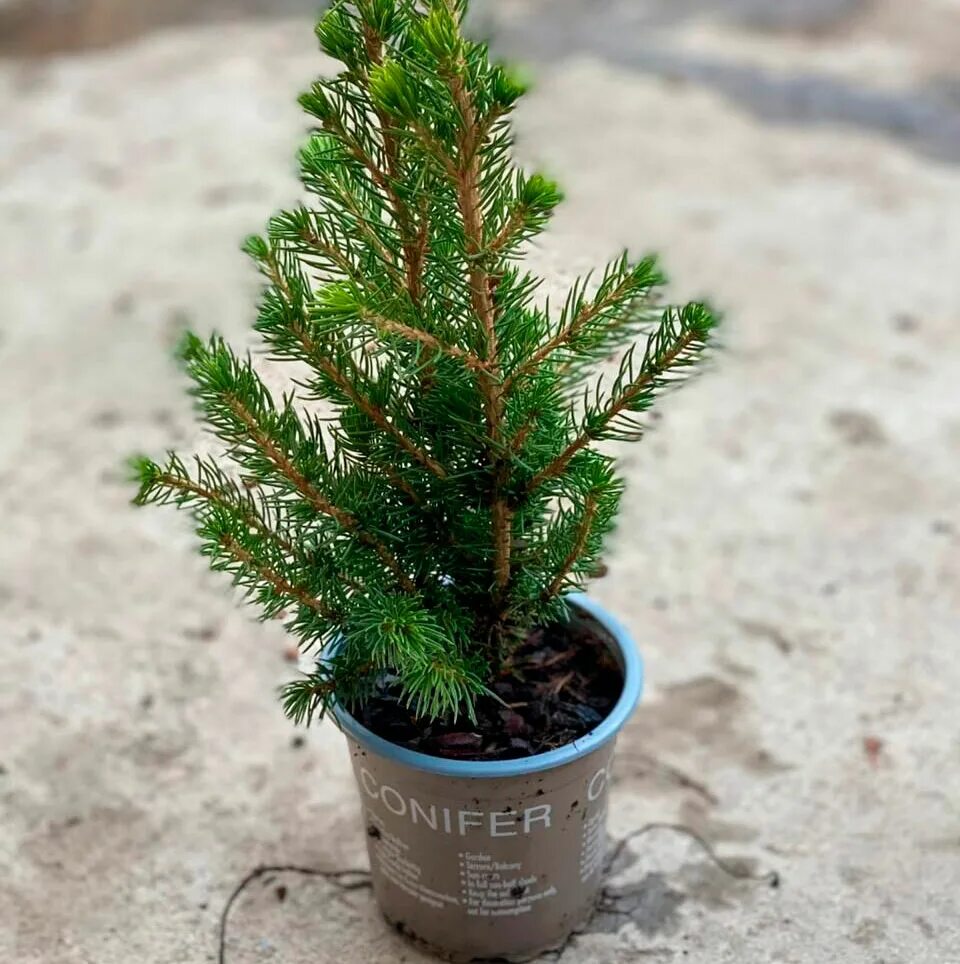 Plik:Picea glauca 'Conica' a1.JPG - Wikipedia, wolna encyklopedia