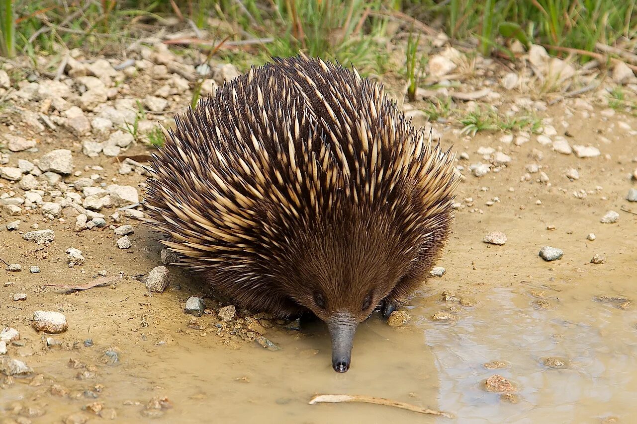 Австралийская ехидна. Ехидна в Австралии. Ехидна яйцекладущие млекопитающие. Ехидна Однопроходная.