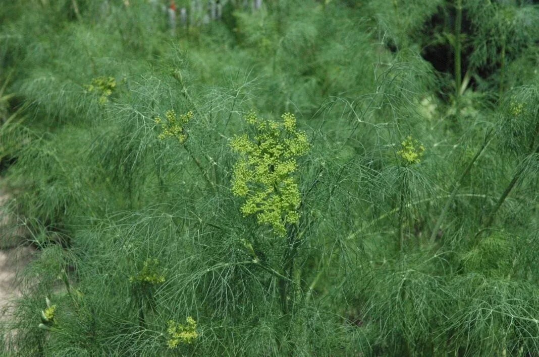 Укрон. Укроп огородный пахучий. Anethum graveolens. Фенхель обыкновенный куст. Фенхель зонтичные.