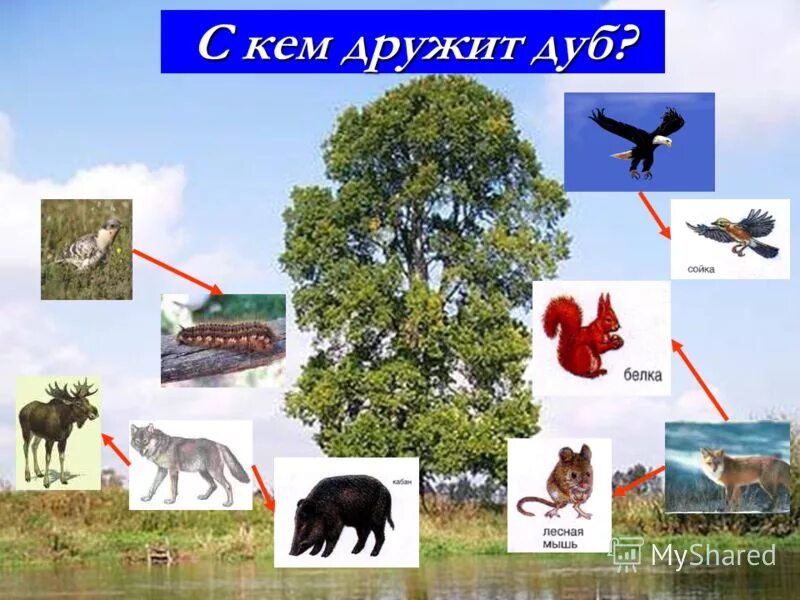 Какие животные напрямую связаны с дубом. Пищевая цепочка дуб. Какие животные напрямую связаны с дубом. Рассказ о дубе. Цепь питания в лесу.