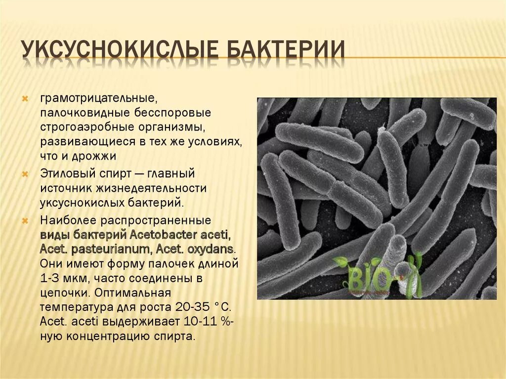 Уксуснокислые бактерии Acetobacter. Бактерии брожения: молочнокислые бактерии. Микроорганизмы палочковидные структура. Уксусные бактерии среда обитания. К какому виду относятся бактерии