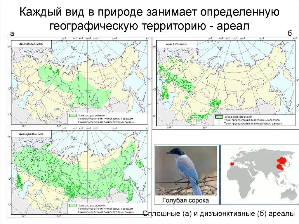 Виды ареалов животных. Ареалы типы ареалов. Ареал растение. Разделение по способу питания расширение ареала