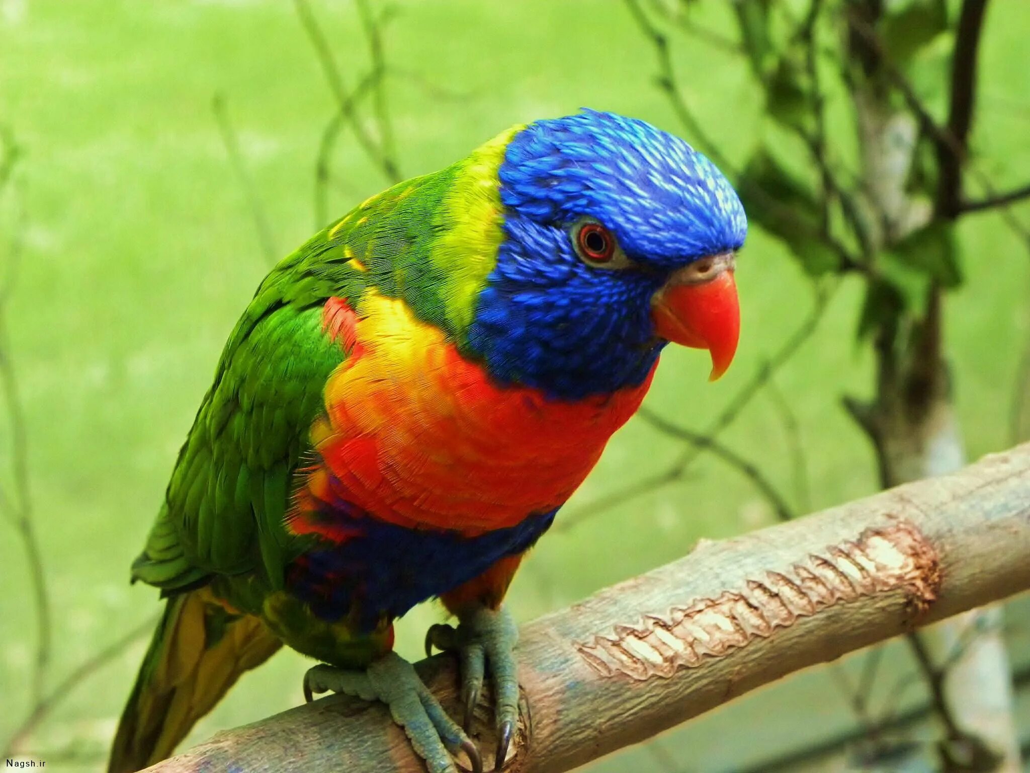 Большой цветной попугай. Лорикет попугай. Попугай Радужный лорикет. Многоцветный лорикет попугай. Многоцветный лорикет самка.