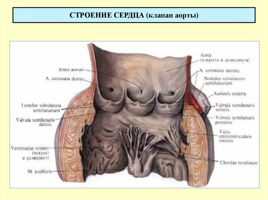 Составляющие клапана аорты. Строение полулунного клапана. клапан легочного ствола анатомия. полулунные створки клапана аорты. строение клапана легочного ствола.