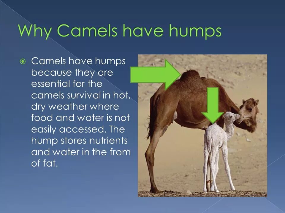 Breaks the camel s back. Camel hump. методика camels. camels показатели. the camels are.