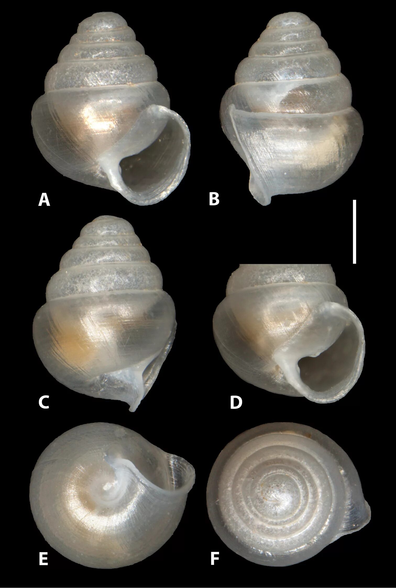 Zospeum tholussum. Улитка Zospeum tholussum. Улитка с прозрачной раковиной. Прозрачная улитка