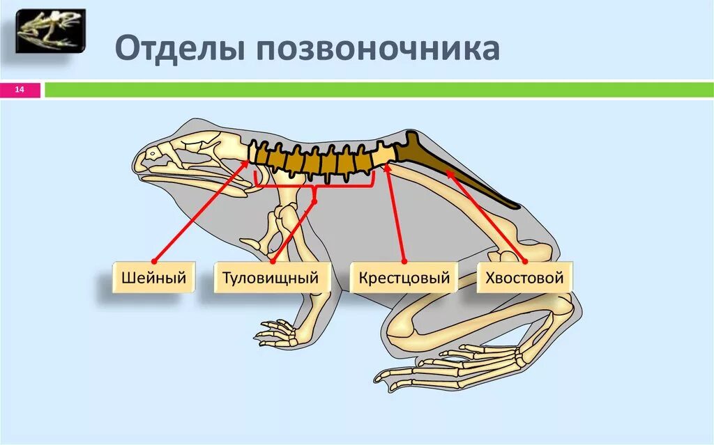 Позвоночник млекопитающих состоит из 4 отделов. Опорно двигательная система система рыб. Отделы позвоночных животных. Отделы скелета позвоночных. Скелет хордовых животных.