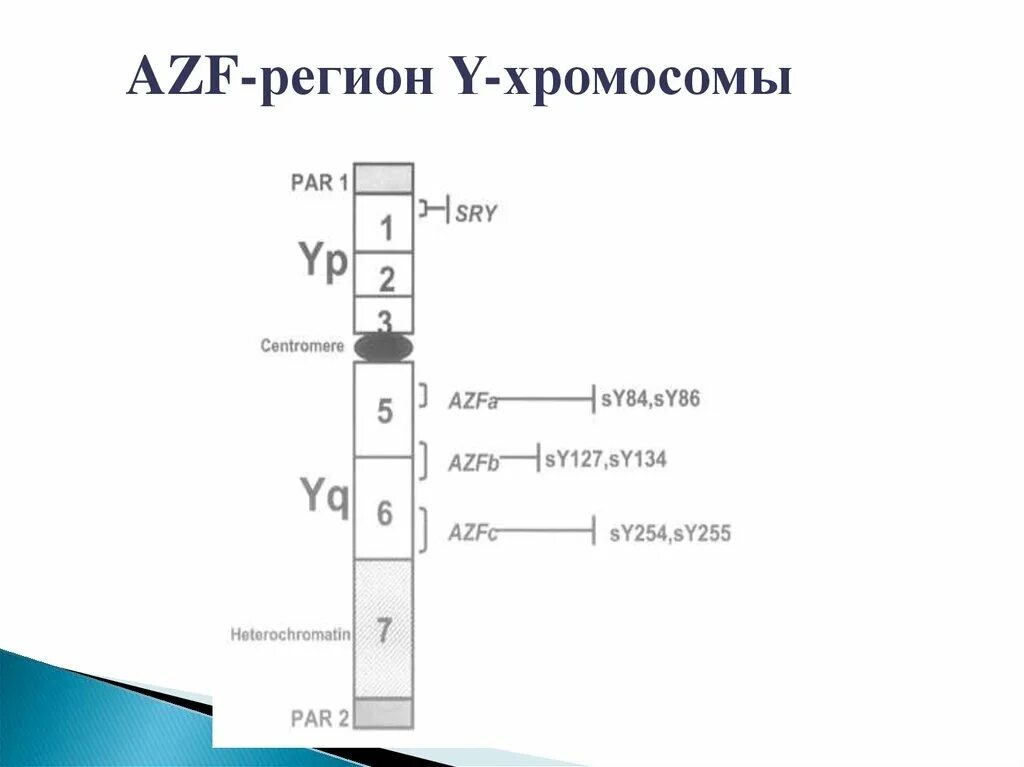 Локуса y хромосомы. Azf делеции y хромосомы. микроделеции azf локуса y хромосомы. регионы хромосом. локусы хромосом.
