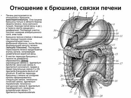 Связки орган