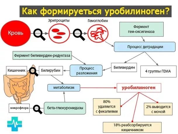 Уробилиноген в моче повышен у мужчин. Уробилиноген в моче. Уробилин в моче. Уробилин схема образования. Уробилиноген в моче норма.