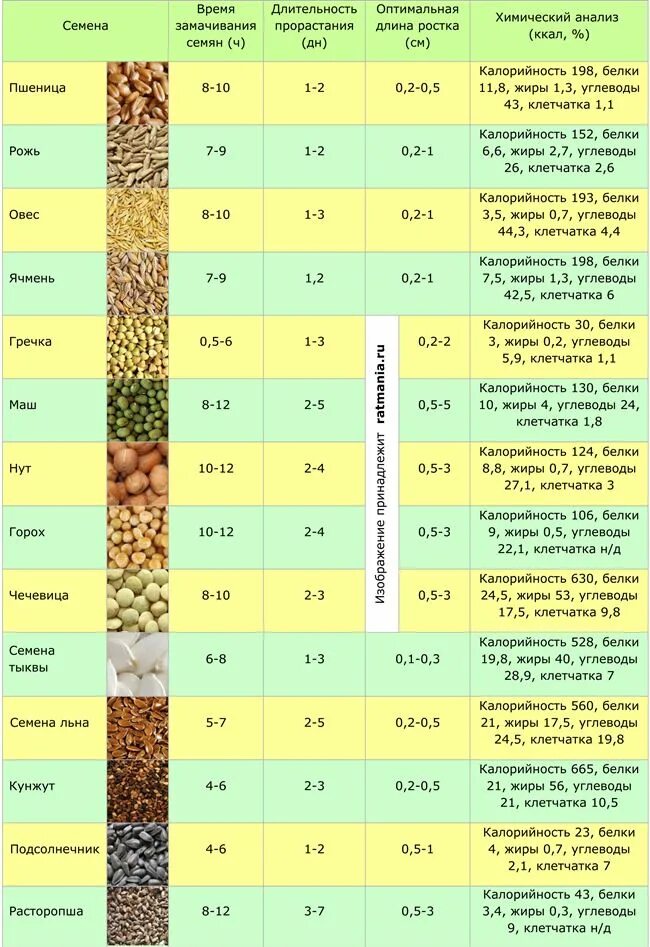 Таблица прорастания микрозелени пшеницы. Замачивание семян для проращивания таблица. Энергетическая ценность пророщенной пшеницы. Таблица всхожести семян микрозелени.