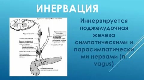 Нервы и поджелудочная железа
