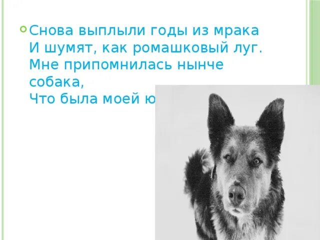 Баларис немон питомник немецких овчарок. Прядко юрий девочка и кот. Собак в юности. Есенин снова выплыли годы. Мне припомнилась нынче собака.