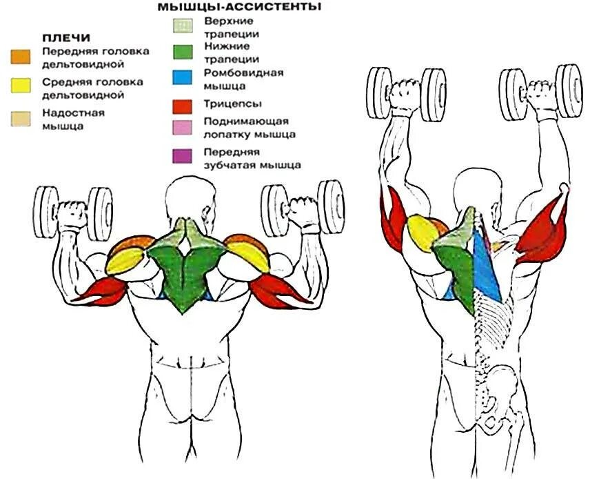 Жим гантелей стоя армейский жим. Жим гантелей вверх стоя мышцы. Армейский тим гантелями стоя. Армейский жим гантелями стоя. Почему плечи вверх