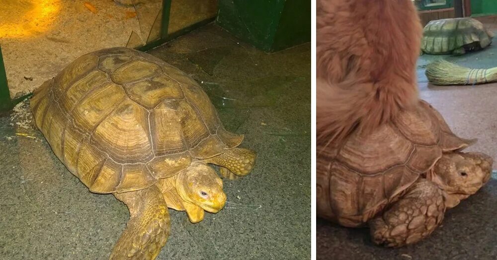 Однажды в московском зоопарке разбилось стекло. Раскололи черепах. Шрек черепаха.